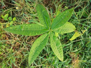 photo of dewy green leaves