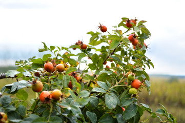  rose hip, village, bush, berry