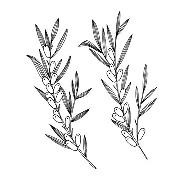 Hand-drawn black and white image of sea buckthorn berries. Also, the image looks like olive branches. Isolated on white background.
