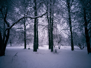 Naklejka premium trees in the snow