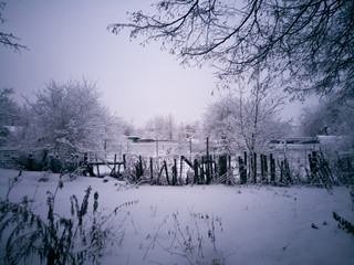 winter landscape with trees