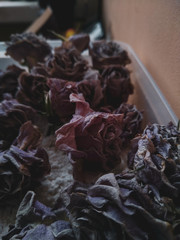 close up of dried flowers
