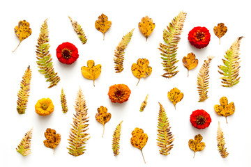 Autumn Background With Fern Leaves And Flowers - 372967299