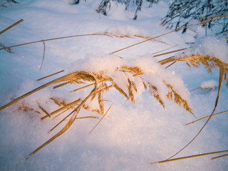snow on the branches
