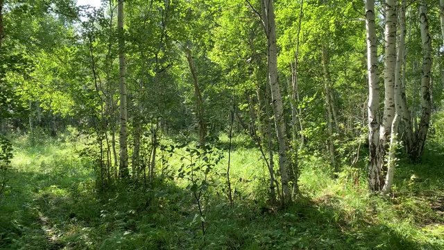 Beautiful thick green birch forest. Summer landscape. The sun breaks through the tree crown.