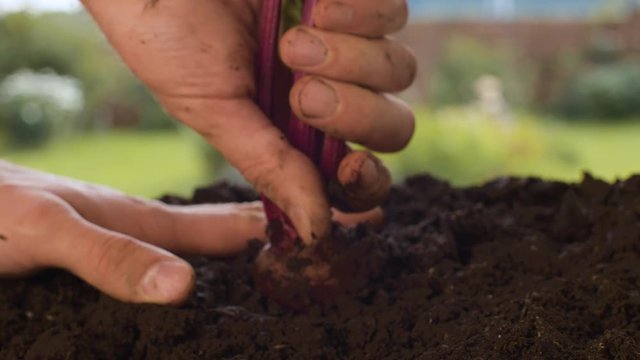 Close up farmer's hands pulling out beets from the ground. Agriculture, gardening or ecology concept