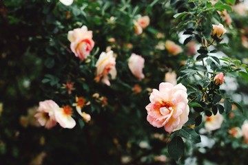 pink flowers