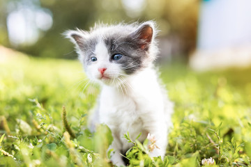 kitten on the grass.