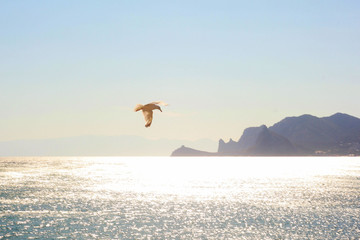 seagull on the beach