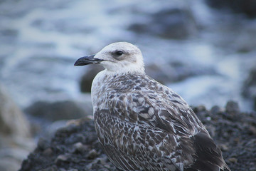 seagull on the beach