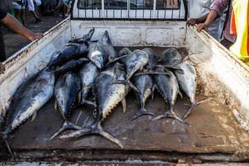 Tuna fish on pick up car near the fish market in Mindelo, Island of Sao Vicente, Cape Verde
