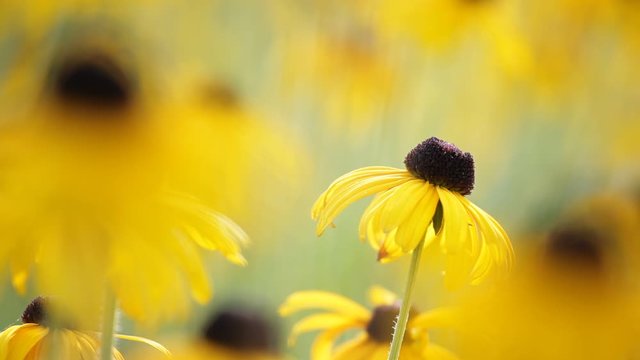 Yellow blossoms of a flower, rudbeckia hirta, swaying gently in the morning sun &ndash; selective focus