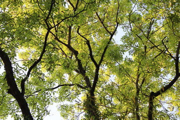 tree in the forest