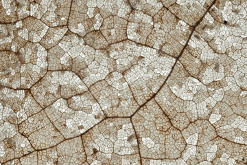 Texture of a autumn leaf
