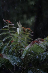 Fototapeta premium a beautiful plant seen when it rains