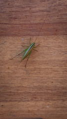 grasshopper on a wooden fence