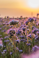 Phacelia