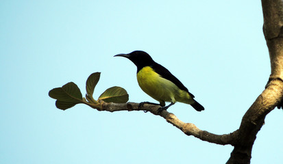 Fototapeta premium This medium-sized passerine measures 17–22 cm (6.7–8.7 in) in length and spans 23–32 cm (9.1–12.6 in) across the wings. Their build is typical of icterids, as they have a sturdy body, a longish tail, 