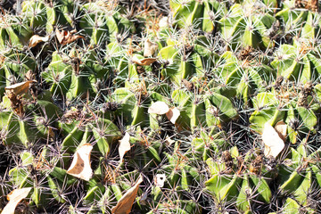 cactus textura