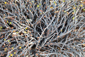 Hojas secas y ramas