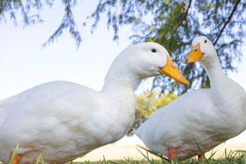 Ducks on the grass
