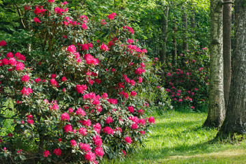 Bush with pink rhododendron flowers in the park, Finland