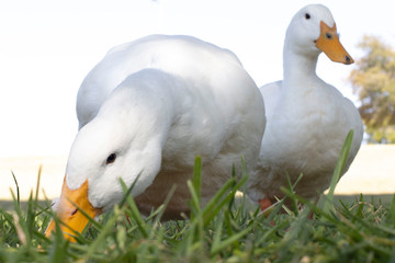 White Ducks on the Grass