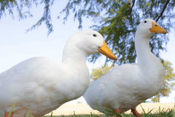 Obraz premium Ducks on the Grass