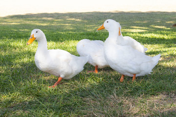 White Ducks in the Grass