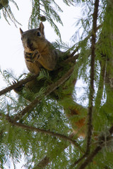 Squirrel in a Tree