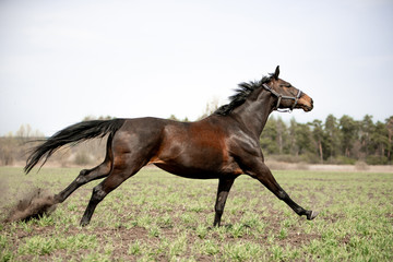 Beautiful horses gallop across the green field