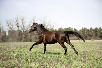 Beautiful horses gallop across the green field