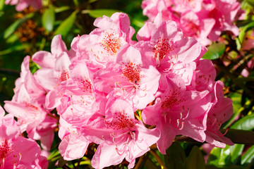 Pink rhododendron flowers in the park, Finland