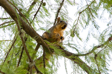 Squirrel Eating in a Tree