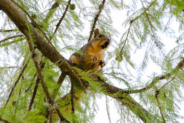 Squirrel Eating in a Tree