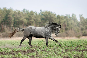 Fototapeta na wymiar Beautiful horses gallop across the green field