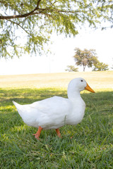 Obraz premium White Duck on a Green Grass