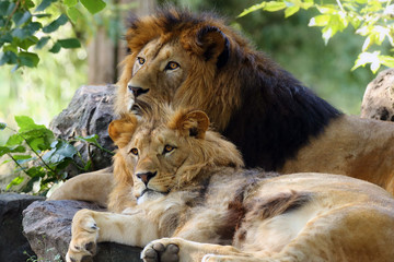 The Barbary lion was (Panthera leo leo), father and son in the wild extinct subspecies of the African lion. A big lion and his young son are resting on a stone.