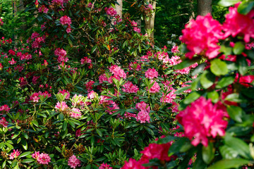 Fototapeta na wymiar Pink rhododendron flowers in the park, Finland