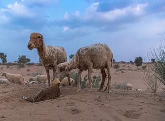 new born lamb with its mother in the desert of rajasthan