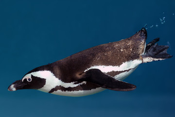 The African penguin (Spheniscus demersus), also known as the Cape penguin or South African pengui, swims in clear blue water. Penguin underwater with bubbles behind the tail.