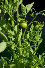 Very vivid bright green vertical close up image of a tomato plant.