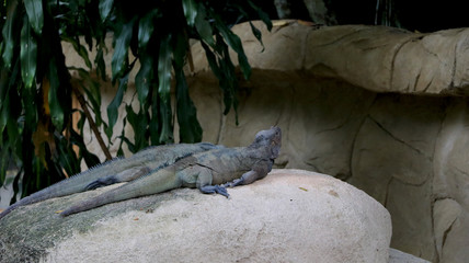 portrait view of Two Iguana sitting on rock of park