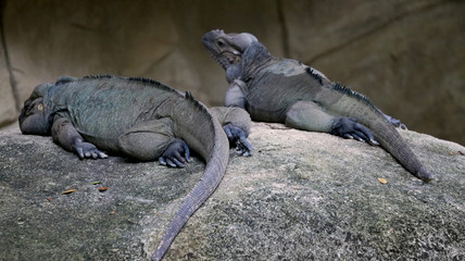portrait view of Two Iguana sitting on rock of park