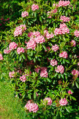 Bush with pink rhododendron flowers in the park, Finland
