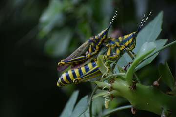 mating locusts(tiddi),the big-headed, ogre-eyed insects that breed in north and east Africa, particularly along the Nile,and in the Sahara desert. They wing their way to Sindh, where they breed again.