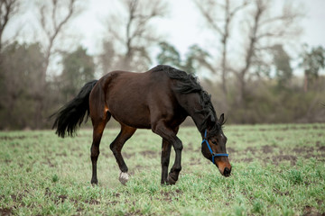 Naklejka na ściany i meble Beautiful horses gallop across the green field