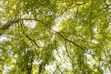Point of view shot of the trees.