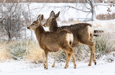 A pair of Mule Deer at Rocky Mountain Arsenal Wildlife Refuge in Colorado walk closely by after a dusting of snow covers the area.