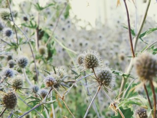 thistle in the field